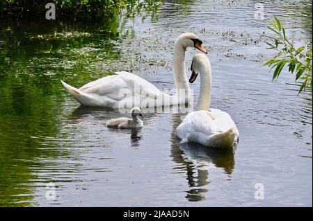 Kent. VEREINIGTES KÖNIGREICH. Ein Paar stumme Schwäne (Cygus olor) behalten ihr einwöchiges Cygnet im Auge. River Cray, Foots Cray Meadows, Sidcup. Stockfoto