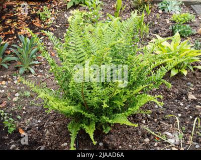 Der britische Farn Dryopteris filix Mas 'Cristata the King' wächst in einem Hochbett Stockfoto