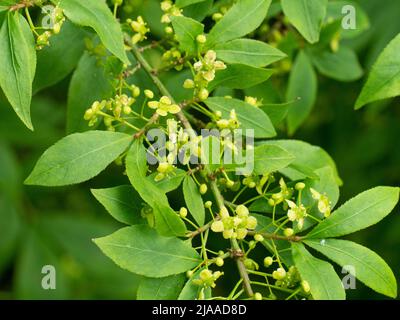 Eine Nahaufnahme der zarten, vierblättrigen grünen Blüten von Euonymus alatus 'Compactus' Stockfoto