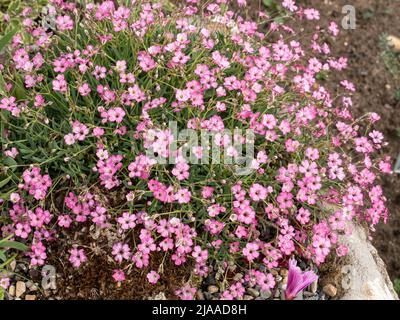 Eine Pflanze der rosa blühenden Gypsophila nana, die in der Ecke eines Waschbeckengartens eine reizvolle Schau darstellt Stockfoto
