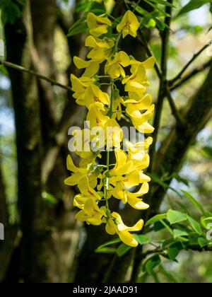 Eine Nahaufnahme der leuchtend gelben hängenden Blumen des beliebten, aber giftigen Laburnum- oder Golden-Regenbaums Stockfoto