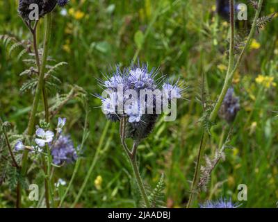 Eine Nahaufnahme eines einzigen blauen Blütenkopfes von Phacelia tanacetifolia oder Fiddleneck Stockfoto