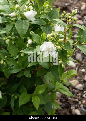 Eine Nahaufnahme einer einzigen doppelten weißen Blume des Zwerges Philadelphus 'Manteau d'Hermine' Stockfoto