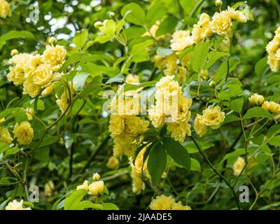 Die kleinen hübschen leuchtend gelben Doppelblumenhaufen der Rosa banksiae 'Lutea' Stockfoto