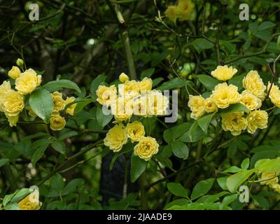 Die kleinen hübschen leuchtend gelben Doppelblumenhaufen der Rosa banksiae 'Lutea' Stockfoto