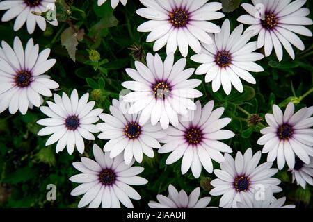 Osteospermum, Gänseblümchen oder afrikanische Gänseblümchen, südafrikanische Gänseblümchen auf der Wiese. Draufsicht. Stockfoto