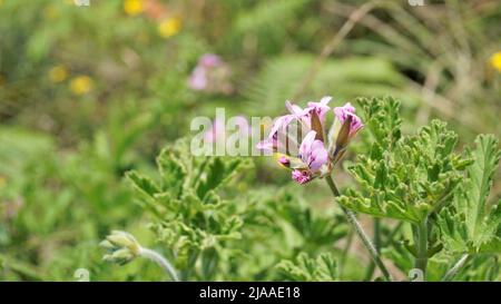 Schöne rosa Blüten von Pelargonium graveolens auch bekannt als süß duftende Geranie. Blumen isoliert mit grünem Hintergrund. Stockfoto