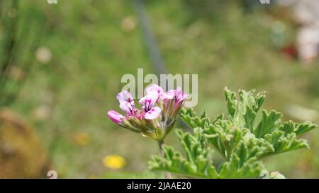 Schöne rosa Blüten von Pelargonium graveolens auch bekannt als süß duftende Geranie. Blumen isoliert mit grünem Hintergrund. Stockfoto