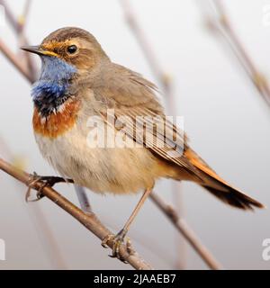 Weiß getupftem Blaukehlchen/Blaukehlchen (Luscinia svecica) auf einem Ast sitzend, natürlichen Umgebung, typische Ansicht, gefährdete Arten, Europa. Stockfoto