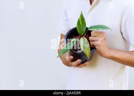 Philodendron Red Emerald / Philodendron Stawberry Shake Stockfoto