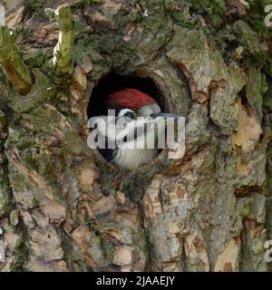 Größere / Buntspecht / Buntspecht (Dendrocopos major), juvenile, Küken, aus dem Nest hole, Europa suchen. Stockfoto