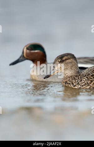 Teal / Krickente ( Anas crecca ), Weibchen zusammen mit Männchen, Paar Teals, Paar, in buntem Zuchtkleid, nebeneinander schwimmend, Europa. Stockfoto