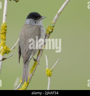 Männchen Blackcap / Moenchsgrasmuecke ( Sylvia atricapilla ), erwachsenes Männchen in Zuchtkleidung, auf trockenen Ästen eines älteren Busches thront, Wildtiere, Europa. Stockfoto