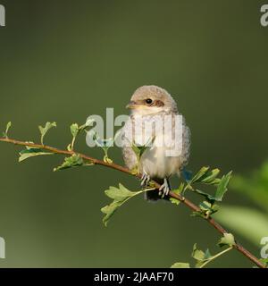 Rotrückenwürger / Neuntoeter (Lanius collurio), junger Jugendlicher, auf einem Busch sitzend, typischer Heckenvogel, gefährdete Arten, Wildtiere Euro Stockfoto