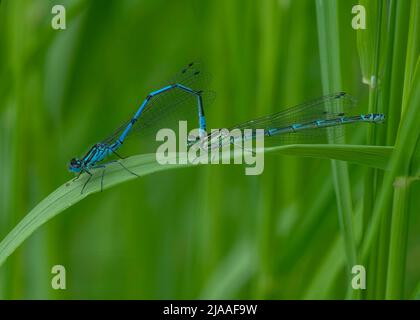 Gemeine blaue Damselfliege (Enallagma cyathigerum), Männchen und Femalauen im Tandem, Dumfries, SW Schottland Stockfoto