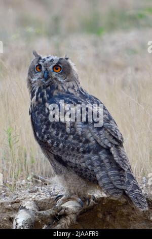 Eurasische Adlereule / Europäischer Uhu ( Bubo bubo ), erwachsener Vogel, sitzt in natürlicher Umgebung, voller Körper, Seitenansicht, beobachten, Wildnis, Europa. Stockfoto