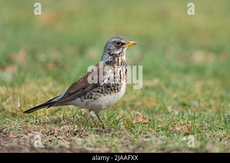 Feldfare / Wacholderdrossel ( Turdus pilaris ), Erwachsene in Zuchtkleid, auf dem Boden, auf einer Wiese, Gras, Tierwelt, Europa. Stockfoto