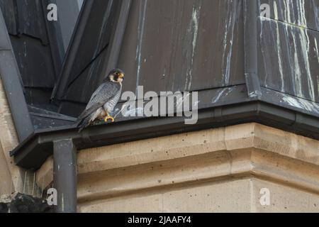 Wanderfalke / Wanderfalke ( Falco peregrinus ), erwachsener Rüde, tercel, auf einem Kirchendach thront, typische Situation, Tierwelt, Europa. Stockfoto