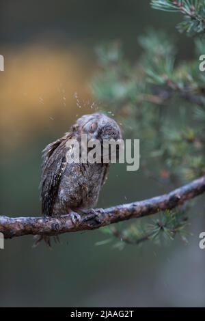 Eurasian Scops Owl / Zwergohreule ( Otus scops ), auf einem Ast einer Kiefer thront, Wasser aus seinem Gefieder schüttelt, den Kopf schüttelt, witziges wenig Stockfoto