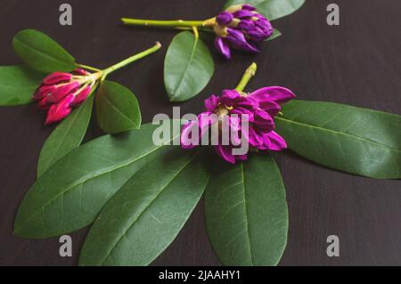 Rosafarbene Rhododendronblüten sind zufällig auf einem schwarzen Hintergrund aus Holz angeordnet. Anmutige Azaleen-Blüten auf dunklem Hintergrund. Stockfoto