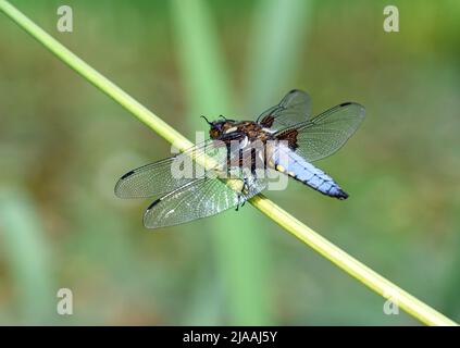 Ein breitkörperiger Chaser (Libellula depressa), der auf einem Schilf sitzt. Der breitkörperige Chaser ist eine echte Libelle der Unterordnung Anisoptera. Stockfoto