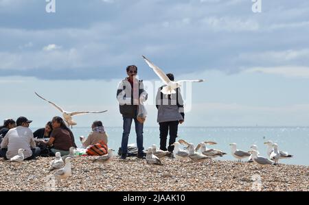 Brighton UK 29. May 2022 - Besucher und Möwen genießen den Sonnenschein an der Küste und am Strand von Brighton, da für Großbritannien in den nächsten Tagen kühleres Wetter prognostiziert wird : Credit Simon Dack / Alamy Live News Stockfoto