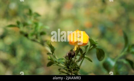 Schöne Blüten von Streptosolen jamesonii auch bekannt als Marmeladenbusch, Orange browallia, Firebusch etc. In Ooty, Indien Stockfoto