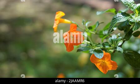 Schöne Blüten von Streptosolen jamesonii auch bekannt als Marmeladenbusch, Orange browallia, Firebusch etc. In Ooty, Indien Stockfoto