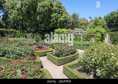 Im Frühling sieht der Rosengarten am Mount Edgcumbe Park Cornwall lebhaft aus Mai 2022. Stockfoto