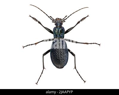 Der blaue Bodenkäfer, Carabus intricatus, isoliert auf weißem Hintergrund, Draufsicht Stockfoto