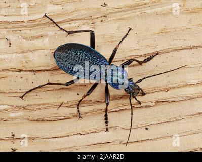 Blauer Bodenkäfer, Carabus intricatus, isoliert auf Holzgrund, Draufsicht Stockfoto