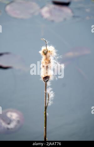 Rohrkolben Stockfoto