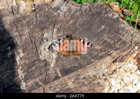 Tagpfauenauge im Ruhezustand Stockfoto