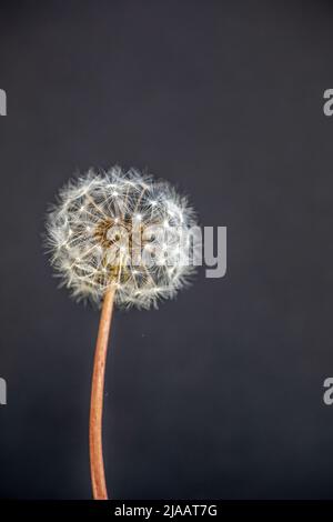 Löwenzahn-Samen-Leiter Stockfoto