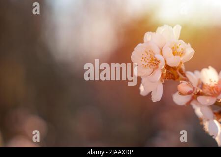 Blumen des Mandelbaums gegen den Sonnenuntergang. Wunderschöne Naturszene mit blühendem Baum und Sonnenstrahlen. Frühlingsblumen. Wunderschönes Orchard. Frühling Stockfoto