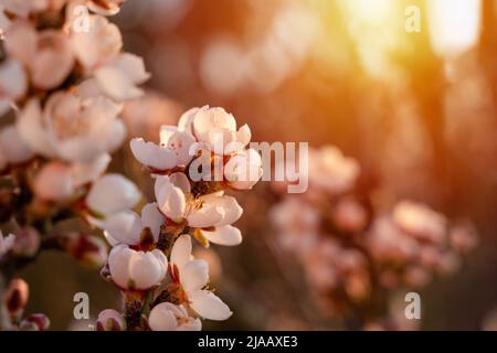 Blumen des Mandelbaums gegen den Sonnenuntergang. Wunderschöne Naturszene mit blühendem Baum und Sonnenstrahlen. Frühlingsblumen. Wunderschönes Orchard. Frühling Stockfoto