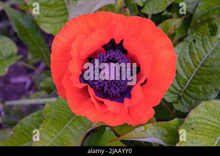 Rote Mohnblume Stockfoto