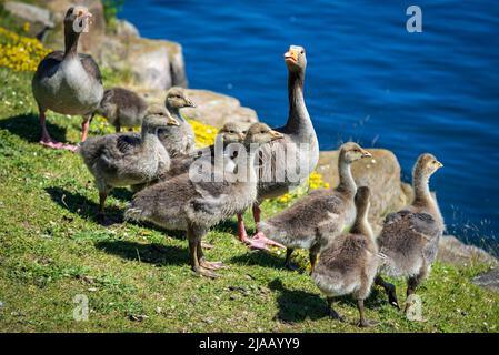 Familie von Graugänsen am Southport Marine Lake. Stockfoto