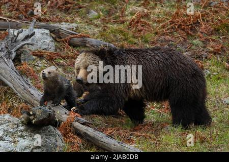 Grizzly Bear und Jungtiere überqueren einen Baumstamm im Yellowstone National Park Stockfoto