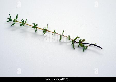 Küchenkräuter: Thymian, Thymus, Stiel mit Blättern, isoliert auf weißem Grund Stockfoto