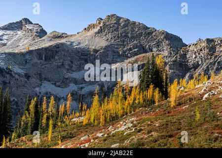 WA21596-00...WASHINGTON - Frisco Mountain und Lärchen auf einer herbstlich gefärbten Wiese vom Maple Pass Loop in den North Cascades aus gesehen. Stockfoto