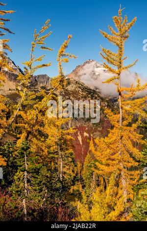 WA21598-00...WASHINGTON - Alpine Lärchen in Herbstfarbe mit Black Peak in der Ferne auf dem Maple Pass Trail in den North Cascades. Stockfoto