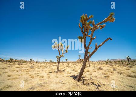 Joshua Trees, sichtbar im Joshua Tree National Park, California CA, USA, an einem heißen, wolkenlosen Tag vor einem starken blauen Himmel Stockfoto
