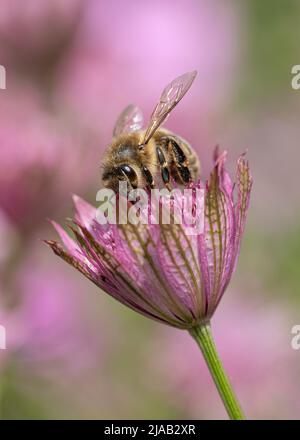 Bienenfütterung Auf Astratia Stockfoto