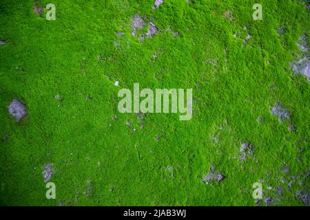 Moos auf dem Boden Textur abstrakter Hintergrund. Natürlicher Hintergrund. Grüne Moos Farbstruktur Stockfoto