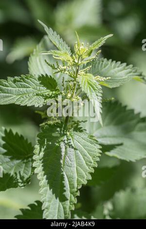 Sonnenbeschienene Brennnesselblätter von Urtica dioica / Gemeine Brennnessel bei morgendlicher Sonneneinstrahlung in der Heckenschurke in Großbritannien. Für schmerzhafte, gezütete Wildnahrungsmittel, Heilpflanzen. Stockfoto