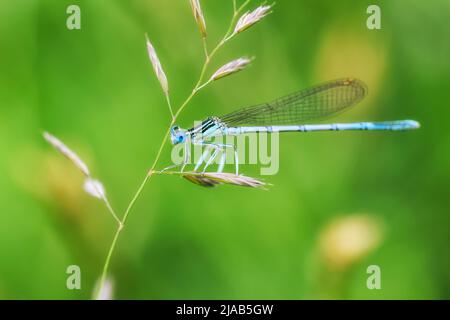 Dragonfly halten auf trockenen Zweigen und Kopieren. Dragonfly in der Natur. Dragonfly in der Natur Lebensraum. Schöne Natur Szene mit Libelle im Freien Stockfoto