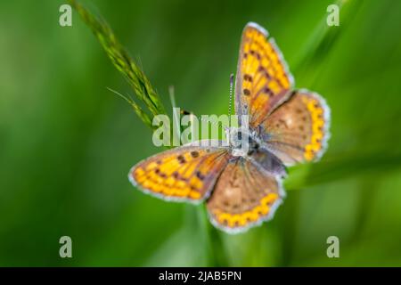 Der Schmetterling sitzt auf einer Blume und saugt Nektar. Stockfoto