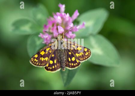 Der Schmetterling sitzt auf einer Blume und saugt Nektar. Stockfoto