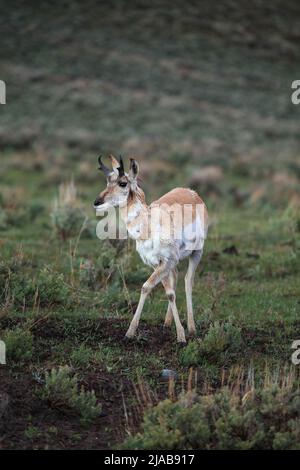 Pronghorn-Antilocapra americana-Buck-Antilope im grünen Gras des Yellowstone-Nationalparks Stockfoto